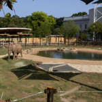 an elephant in its outdoor habitat
