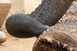 closeup of an elephant trunk on a log