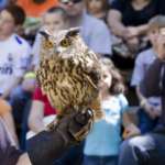 An owl sits on a gloved hand in front of an audience. One man is taking a photo.
