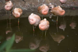 several flamingos stand in a pond