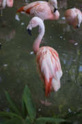 several flamingos stand in a pond