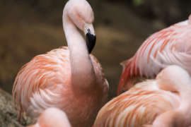 close up of a flamingo