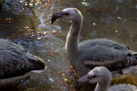 Three fuzzy flamingos wading in the water.