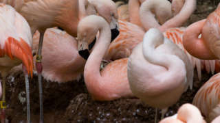several flamingos in their outdoor habitat