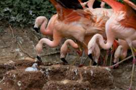 Flamingos with a chick
