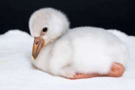 A white and fluffy, baby flamingo posed on a white towel.