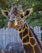 Giraffe Abu
