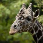 Giraffe Abu