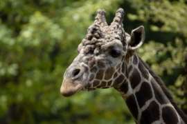 Giraffe Abu