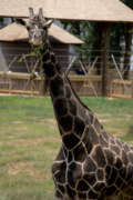 Giraffe Abu stand in his exhibit with the greenery he's eating hanging from his mouth.