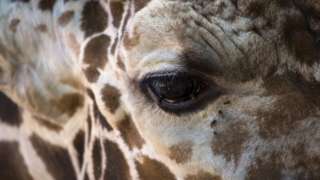 Close up of Abu's eye