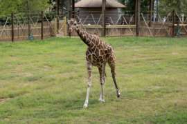 Etana walking