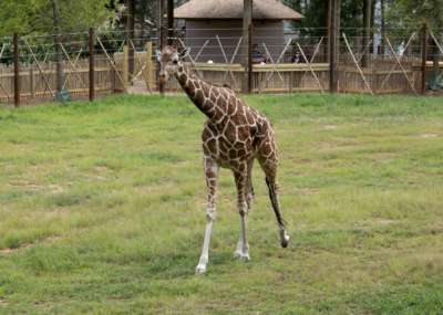 Etana walking