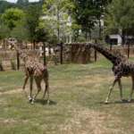 etana and abu in Twiga