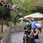 a child feeds a giraffe a piece of lettuce