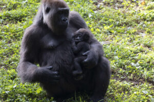 2019-Present: A New Era of Transformation 3 Mother Western lowland gorilla in grass holding her infant gorilla