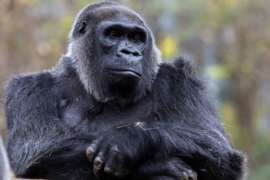 choomba with arms crossed