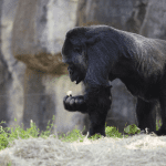 gorilla Choomba foraging for food