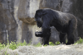 gorilla Choomba foraging for food