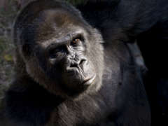 Gorilla Choomba looks up.