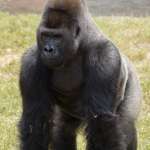 Gorilla Kidogo stands in green grass.