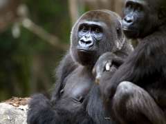 Gorilla Kudzoo looks into the distance with a younger gorilla just next to her.