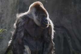 gorilla Ozzie eating leaf