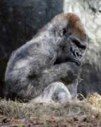 Gorilla Ozzie sitting on hey outside, resting his head on his knee.
