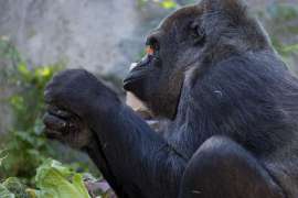 Gorilla Shamba is focus on a piece she is holding.