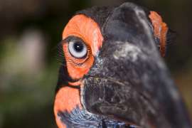 The light blue eye of a southern ground hornbill surrounded by long eye lashed.