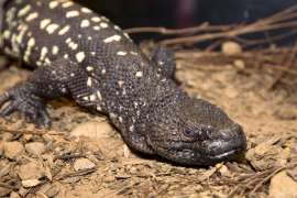 A Guatemalan beaded lizard