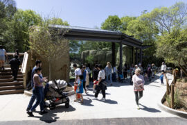 guests at zoo lion habitat
