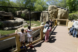 guests on deck at zoo lion habitat