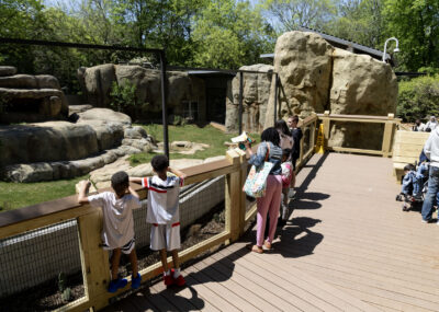 guests on deck at zoo lion habitat