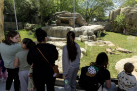 guests watching lions sleep at zoo lion habitat