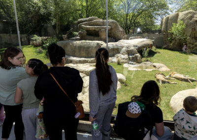 guests watching lions sleep at zoo lion habitat