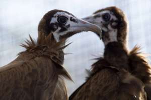 hooded vultures staring opposing sides