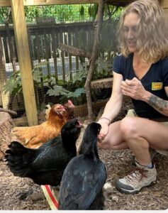a keeper feeds chickens