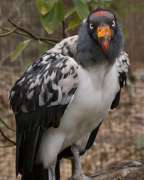 king vulture looking into camera