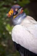 king vulture