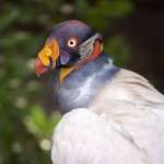 king vulture