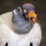 close up of king vulture