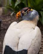 king vulture looking backwards