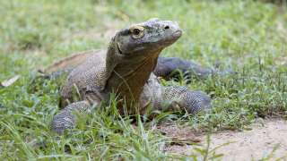 komodo dragon laying on grass