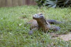 komodo dragon laying on grass