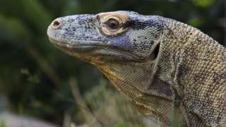 close up of komodo dragon