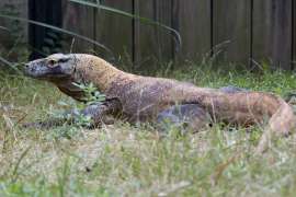 komodo dragon resting on grass