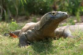 komodo dragon resting on grass