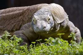 close up view of komodo dragon