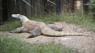 komodo dragon laying on some gravel